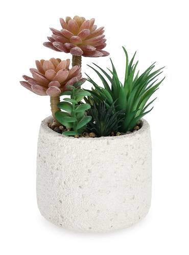 Composizione piante grasse verdi e rosa in vaso cemento tondo 24h