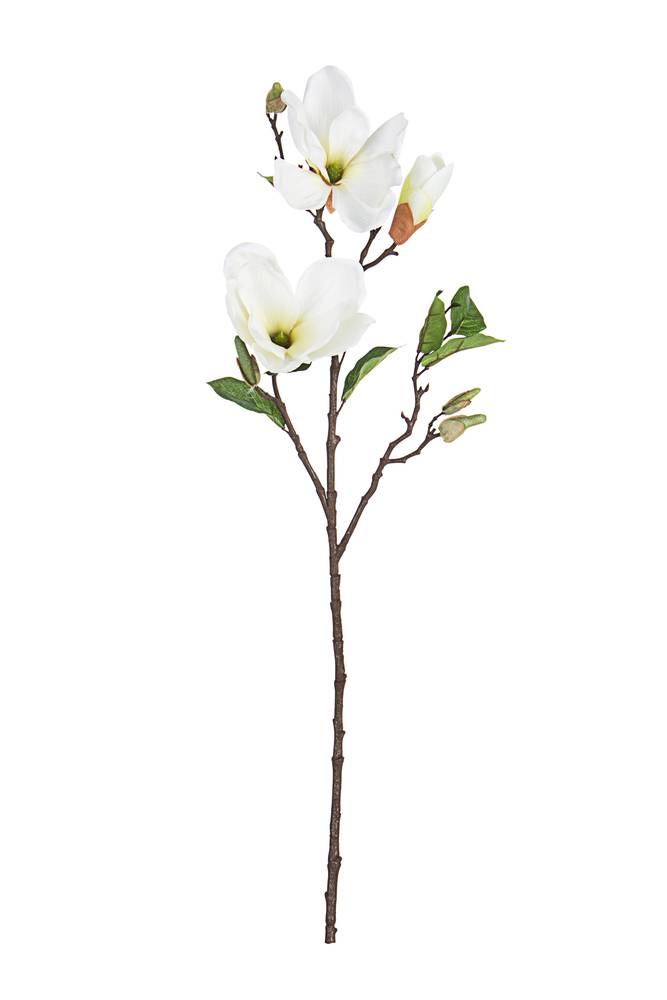 Fiore magnolia bianca fiori e boccioli 71h