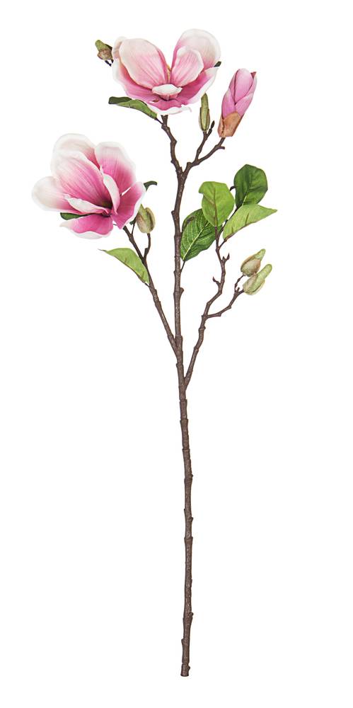 Fiore magnolia rosa fiori e boccioli 71h
