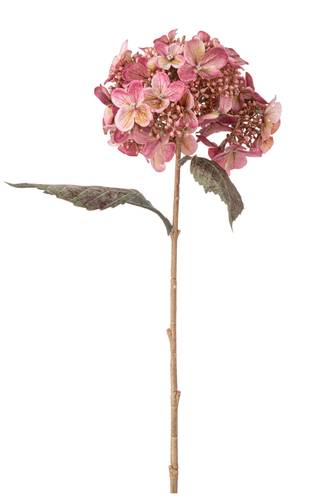 Fiore ortensia rosa antico 52h
