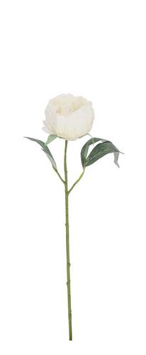 Fiore peonia bianca 52h