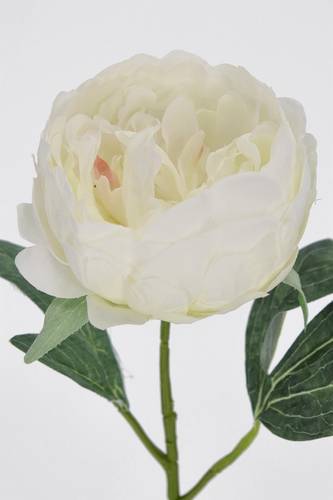 Fiore peonia bianca 52h