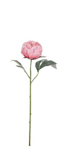 Fiore peonia rosa chiaro 52h