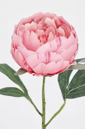 Fiore peonia rosa chiaro 52h