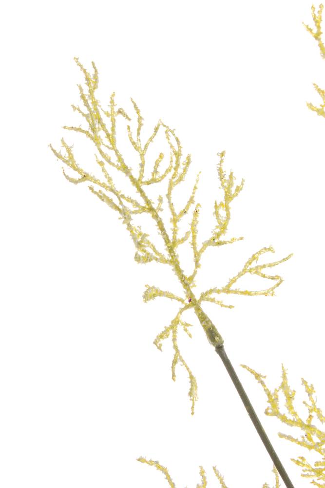 Fiore ramo cipresso alpino bianco crema 90h