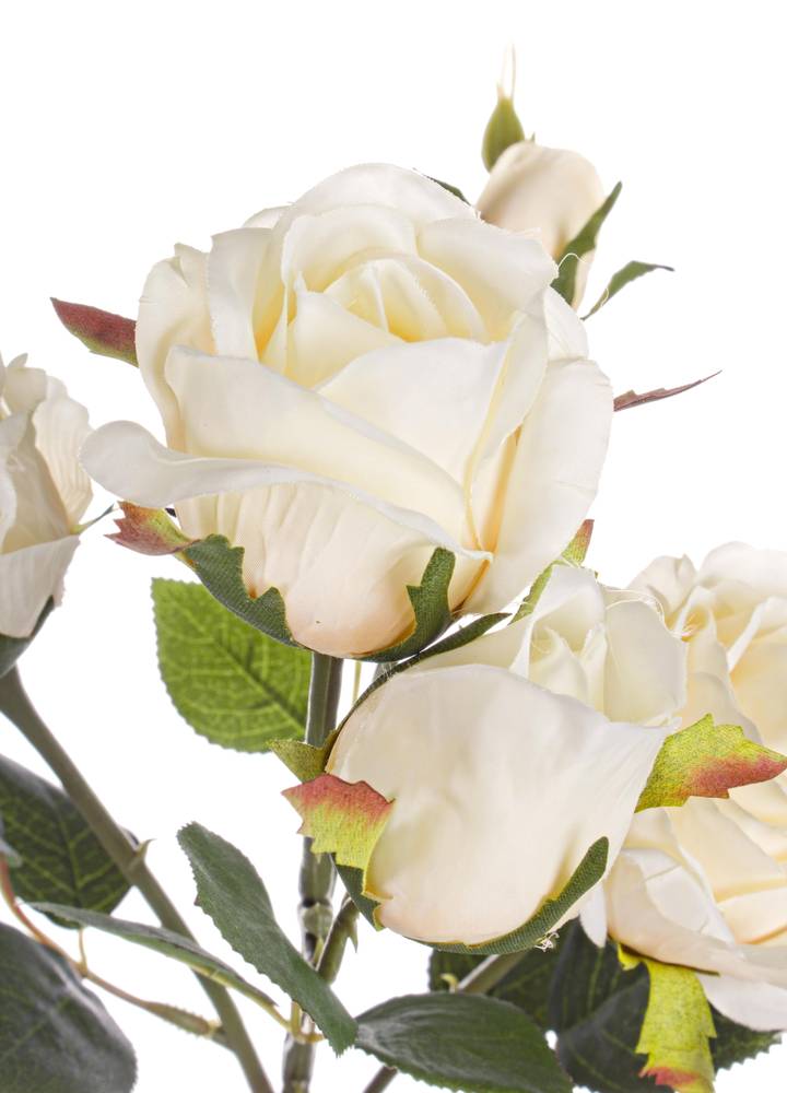 Fiore rosa bianca champagne 5 boccioli 60h