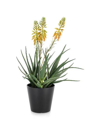 Pianta aloe con fiore giallo 51h