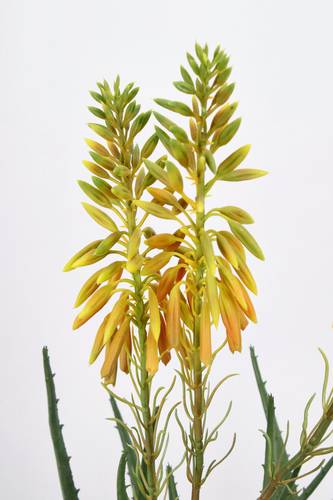Pianta aloe con fiore giallo 51h