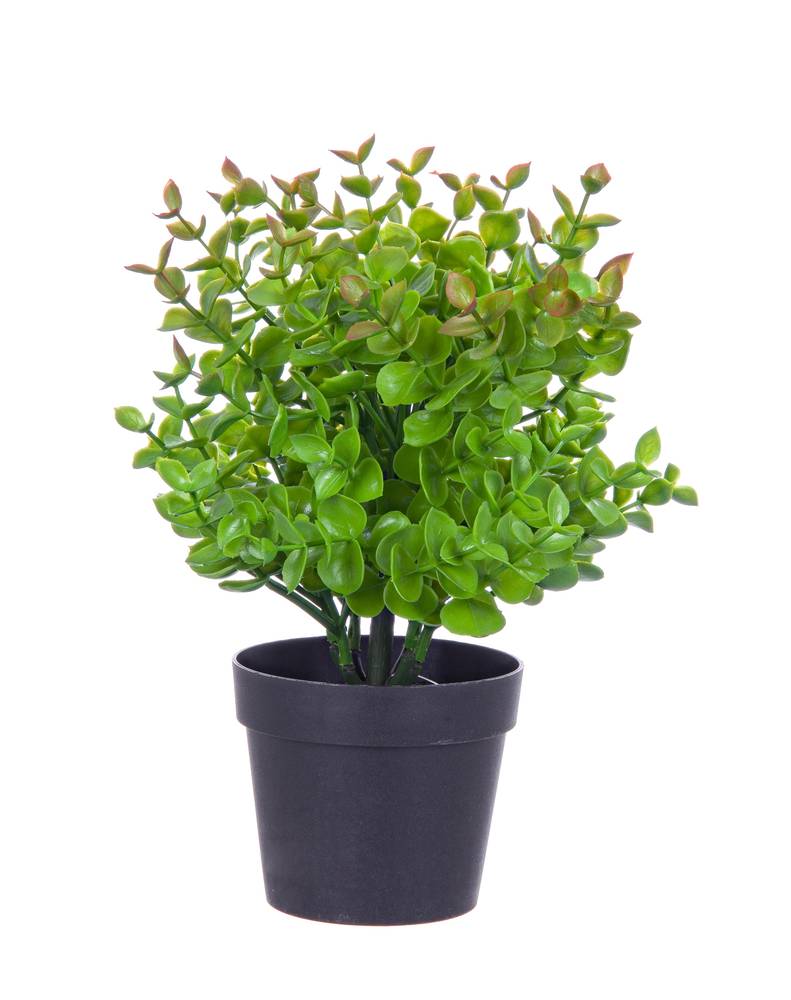 Pianta sedum foglie verdi e rosse  h25 in vaso