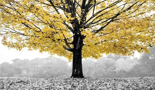 Quadro a olio albero foglie gialle 70x120